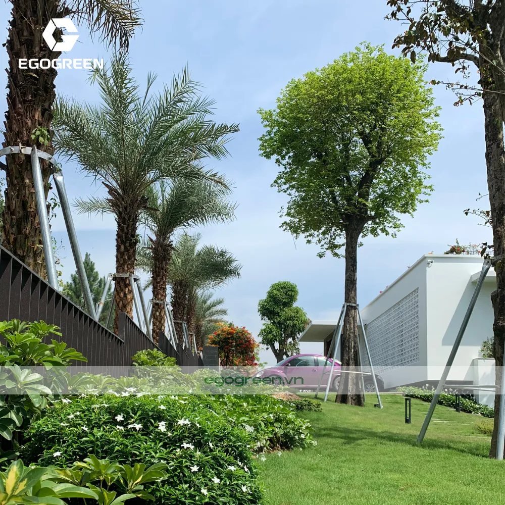 Gia cố gốc cây trước bão